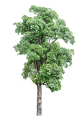 포토 JPG 해외이미지 나무 식물 계절 백그라운드 단풍 자연 사람없음 초록색 여름 환경 덮개 흰색 나뭇가지 4 숲 큼 수집 호두 고립 그리너리 해외202004 해외포토 컬러 잎 숫자 견과류 뚜껑 크기 생태계 파일형식 트랜드컬러 이미지허브