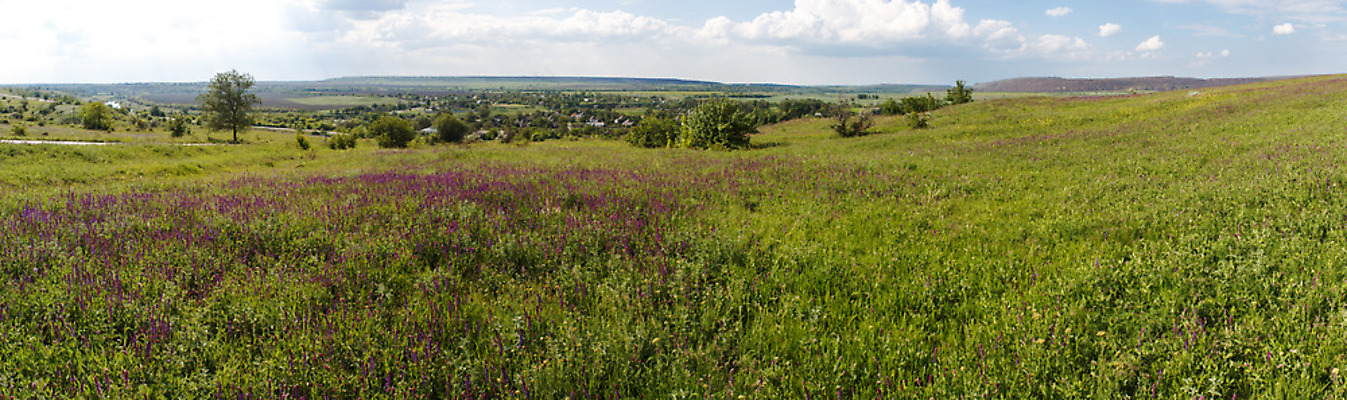 포토 JPG 해외이미지 나무 식물 계절 여행 백그라운드 잎 꽃무늬 패턴 자연 하늘 산 사람 풍경 사람없음 야외 초록색 물 여름 파란색 빛 햇빛 태양 일출 침묵 봄 흐름 안개 시골 숲 밀 장면 남쪽 빛망울 내추럴 산악지대 삼림지대 수평선 해외202004 해외포토 자연요소 꽃 컬러 컨셉 무늬 날씨 곡류 노을 소리 방향 생태계 파일형식 이미지허브