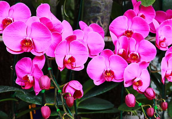 포토 JPG 해외이미지 나무 식물 디자인 꽃잎 꽃 줄기 분홍색 백그라운드 잎 꽃무늬 패턴 자연 새로움 사람없음 야외 장식 초록색 환경 정원 보라색 봄 성장 벚꽃 신선 난초 우아함 유기농 포도나무 호접란 해외202004 해외포토 웰빙 계절 컬러 컨셉 무늬 과일나무 생태계 파일형식 이미지허브