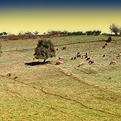 포토 JPG 해외이미지 풍경 사람없음 야외 농장 가축 시골 소 복고 해외202004 해외포토 동물 농업 포유류 파일형식 이미지허브