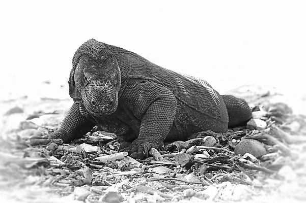 포토 JPG 해외이미지 동물 척추동물 아시아 야생동물 섬 파충류 자연 국립공원 풍경 사람없음 햇빛 걷기 모니터 검은색 흰색 용 위험 큼 도마뱀 인도네시아 육식동물 이국적 해외202004 해외포토 공원 나라 컬러 컨셉 모션 컴퓨터 태양 크기 생태계 파일형식 이미지허브