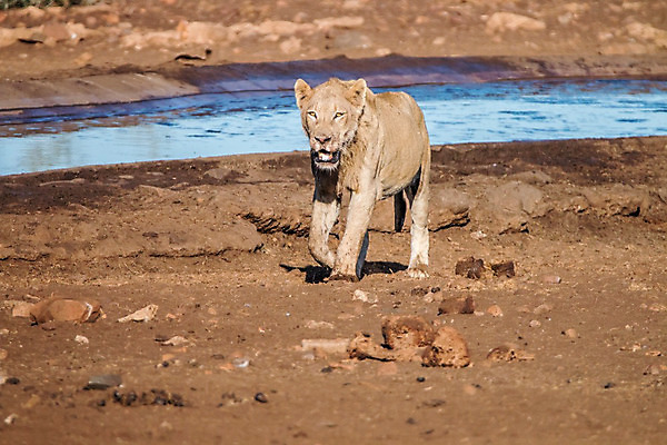 포토 JPG 해외이미지 동물 야생동물 포유류 아프리카 자연 털 동물원 사람없음 힘 분노 위험 사자 큼 사파리 리더 육식동물 사냥꾼 표범 사바나 해외202004 해외포토 직업 감정 나라 컨셉 크기 생태계 파일형식 이미지허브