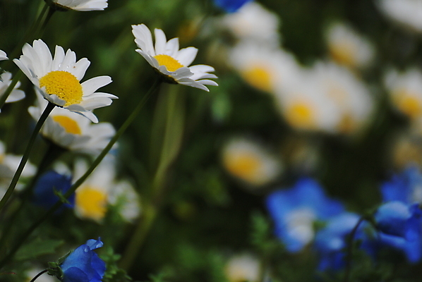 포토 JPG 해외이미지 꽃 노르웨이 사람없음 해외202004 해외포토 식물 유럽 파일형식 이미지허브