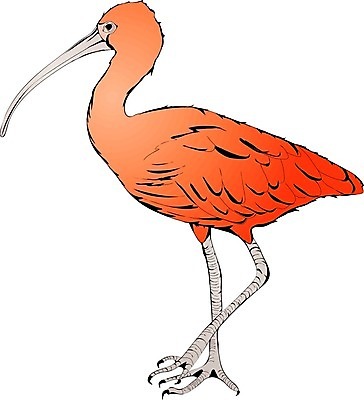 EPS 해외이미지 동물 야생동물 백그라운드 일러스트 자연 조류 빨간색 컬러풀 흰색 깃털 부리 진홍색 이국적 해외202004 해외일러스트 컬러 생태계 파일형식 벡터 이미지허브