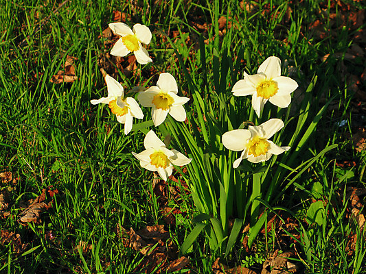 포토 JPG 해외이미지 식물 계절 공원 꽃잎 꽃 잎 꽃무늬 밭 자연 부활절 사람없음 야외 장식 초록색 노란색 환경 정원 봄 성장 벚꽃 신선 개화 원예 수선화 서식지 내추럴 해외202004 해외포토 공공시설 기념일 컬러 무늬 농업 취미 생태계 파일형식 이미지허브