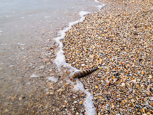 포토 JPG 해외이미지 계절 별 모래 파도 바다 섬 여행 백그라운드 자연 벽지 하늘 표면 추상 휴가 조개 휴식 풍경 사람없음 야외 물 여름 파란색 태양 꿈 껍질 바위 휴양지 장면 내추럴 파라다이스 해외202004 해외포토 자연요소 컬러 컨셉 무늬 어패류 장소 돌_바위 생태계 파일형식 이미지허브