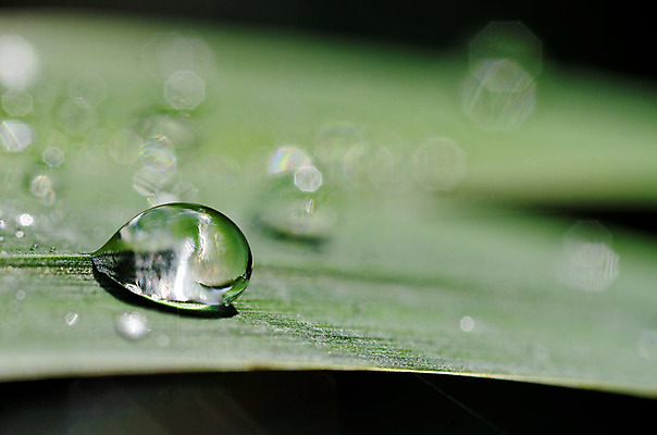 포토 JPG 해외이미지 식물 잎 자연 사람없음 초록색 물 거품 물방울 투명 액체 떨어짐 이슬 눈물 내추럴 해외202004 해외포토 자연요소 감정 컬러 컨셉 생태계 파일형식 이미지허브