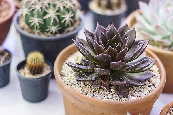 포토 JPG 해외이미지 모양 식물 꽃 지구 백그라운드 잎 꽃무늬 패턴 자연 선인장 건조 건강 사람없음 장식 초록색 정원 사막 성장 벚꽃 못 뜨거움 원형 거친 가시 닫기 매끈함 소프트포커스 위험 순수 묘사 날카로움 리빙 내추럴 고립 해외202004 해외포토 도형 컬러 컨셉 무늬 모션 촬영기법 공구 감각 생태계 파일형식 이미지허브