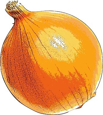 EPS 해외이미지 잡화 음식 백그라운드 채소 일러스트 재료 전구 부분 양파 건강 요리 노란색 수확 흰색 신선 양념 허브 향신료 향료 고립 자취 샬롯 해외202004 해외일러스트 식물 컬러 농업 향기 냄새 향미료 파일형식 벡터 이미지허브