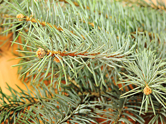 포토 JPG 해외이미지 나무 전통 디자인 계절 백그라운드 크리스마스장식 크리스마스 겨울 부분 공 유리 휴가 새로움 기념 매달리기 사람없음 장식 빨간색 초록색 파란색 빛 장식볼 달력 흰색 나뭇가지 축하 소나무 원형 화려 은색 인쇄 12월 연도 묘사 오브젝트 전나무 고립 여의주 가문비나무 해외202004 해외포토 도형 식물 기념일 컬러 컨셉 모션 재질 날짜 파일형식 이미지허브