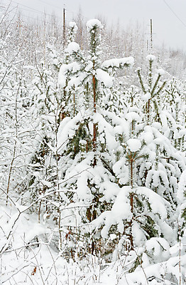 포토 JPG 해외이미지 나무 계절 겨울 자연 날씨 풍경 사람없음 추위 나뭇가지 소나무 숲 서리 가문비나무 해외202004 해외포토 식물 생태계 파일형식 이미지허브