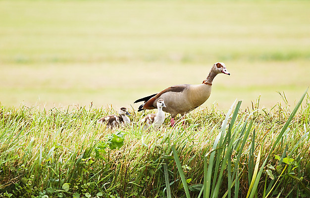 포토 JPG 해외이미지 모양 동물 꽃 야생동물 백그라운드 자연 조류 오리 이집트 사람없음 가로 초록색 물 빛 햇빛 태양 봄 신선 저녁 먹기 묘사 거위 찰과상 해외202004 해외포토 자연요소 식물 계절 컬러 모션 아프리카 상처 야간 생태계 파일형식 이미지허브