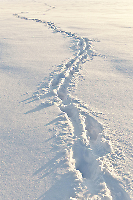 포토 JPG 해외이미지 주간 겨울 사람없음 야외 눈 발자국 흔적 겨울풍경 해외202004 눈덮임 해외포토 자연요소 계절 컨셉 자국 날씨 풍경 파일형식 이미지허브