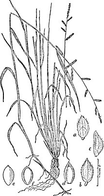 EPS 해외이미지 선 일러스트 미술 사람없음 검은색 흙 흰색 그림 뿌리 판화 수수 해외202004 해외일러스트 컬러 문화예술 파일형식 벡터 이미지허브