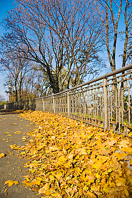 포토 JPG 해외이미지 나무 식물 계절 공원 백그라운드 단풍 잎 패턴 자연 사람없음 야외 장식 빨간색 초록색 울타리 컬러풀 햇빛 태양 노란색 환경 금속 활발 광선 가을 시골 신선 변화 황금 보호 숲 묘사 유기농 모음 내추럴 강렬 줄서기 해외202004 해외포토 자연요소 웰빙 공공시설 컬러 컨셉 무늬 모션 재질 담장 생태계 파일형식 이미지허브