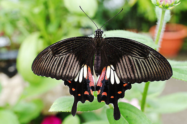 포토 JPG 해외이미지 나비 곤충 날개 사람없음 컬러풀 해외202004 해외포토 동물 컬러 파일형식 이미지허브