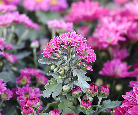 포토 JPG 해외이미지 식물 공원 꽃잎 꽃 줄기 분홍색 꽃다발 백그라운드 자연 국화 사람없음 야외 빨간색 여름 컬러풀 머리 정원 봄 활발 성장 개화 스페인 싱글 원예 데이지 거베라 마드리드 스페인어 해외202004 해외포토 계절 공공시설 유럽 컬러 컨셉 취미 신체부위 생태계 파일형식 이미지허브