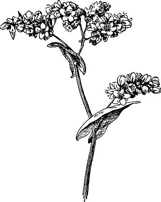 EPS 해외이미지 꽃 아시아 선 잎 일러스트 미술 사람없음 검은색 흰색 메밀 그림 판화 해외202004 해외일러스트 식물 나라 컬러 식재료 문화예술 파일형식 벡터 이미지허브