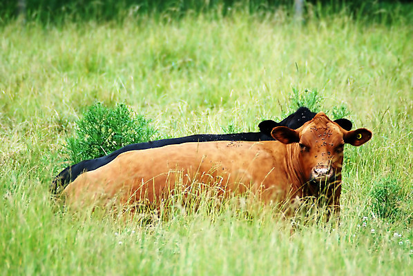 포토 JPG 해외이미지 동물 밭 포유류 사람없음 농장 소고기 소 해외202004 해외포토 농업 육류 파일형식 이미지허브