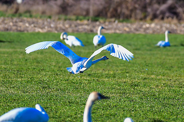 포토 JPG 해외이미지 야생동물 이동 자연 조류 하늘 생물 사람없음 야외 서식지 워싱턴 해외202004 해외포토 동물 컨셉 미국 생태계 파일형식 이미지허브