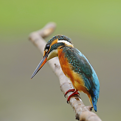 포토 JPG 해외이미지 동물 야생동물 백그라운드 날개 자연 조류 낚시 어류 사람없음 물 강 환경 나뭇가지 관찰 깃털 생물학 물총새 생태학 이국적 해외202004 해외포토 자연요소 나무 교육 모션 레저 수중동물 생태계 파일형식 이미지허브