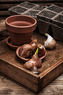 포토 JPG 해외이미지 식물 계절 꽃 줄기 잎 전구 자연 씨앗 사람없음 초록색 새싹 정원 흙 봄 튤립 성장 작음 허브 뿌리 먼지 모종 묘목 세련 해외202004 해외포토 나무 컬러 크기 생태계 파일형식 이미지허브