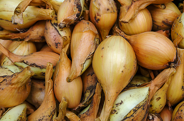 포토 JPG 해외이미지 음식 잎 밭 농업 채소 공장 자연 양파 건강 요리 사람없음 야외 초록색 농장 농경지 마을 정원 흙 수확 성장 시골 신선 에코 유기농 원예 날것 채식주의자 많음 해외202004 해외포토 식물 웰빙 산업 컬러 컨셉 공업 취미 환경 생태계 채식 파일형식 이미지허브