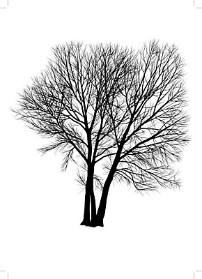 EPS 해외이미지 나무 식물 낙엽 일러스트 자연 왕관 검은색 나뭇가지 그림 뿌리 내추럴 미루나무 해외202004 해외일러스트 컬러 잎 생태계 파일형식 벡터 이미지허브