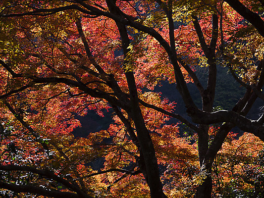 포토 JPG 해외이미지 나무 식물 디자인 계절 공원 백그라운드 단풍 잎 패턴 오렌지 자연 벽지 추상 그림자 풍경 사람없음 야외 빨간색 빛 컬러풀 갈색 노란색 정원 일본 침묵 활발 가을 나뭇가지 변화 황금 숲 11월 질감 장면 내추럴 교토 엘리먼트 해외202004 해외포토 공공시설 아시아 컬러 컨셉 무늬 과일 소리 날짜 생태계 파일형식 이미지허브