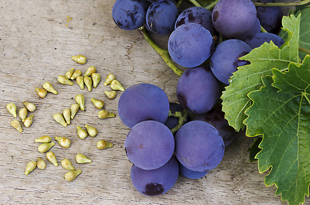 포토 JPG 해외이미지 산업 음식 농업 다이어트 과일 재료 포도 건강 씨앗 사람없음 약 와인 신선 닫기 달콤 상품 다발 약국 먹기 유기농 날것 포도나무 건포도 채식주의자 해외202004 해외포토 식물 웰빙 의학 모션 주류 맛 과일나무 채식 건과일 파일형식 이미지허브