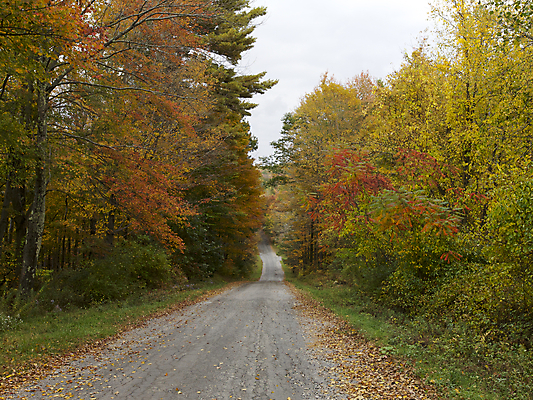 포토 JPG 해외이미지 나무 도로 여행 잎 자연 잉글랜드 새로움 풍경 잔디 사람없음 야외 목재 빨간색 초록색 컬러풀 노란색 정원 가을 시골 숲 셔터 옛날 해외202004 해외포토 식물 계절 길 컬러 컨셉 재료 교통시설 영국 생태계 파일형식 이미지허브