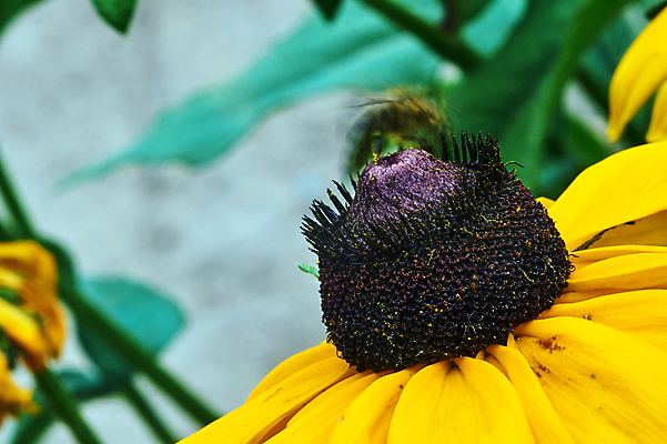 포토 JPG 해외이미지 식물 꽃잎 꽃 잎 자연 사람없음 노란색 정원 묘사 폴란드 꽃수술 해외202004 해외포토 유럽 컬러 생태계 파일형식 이미지허브