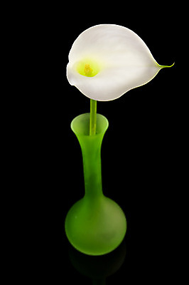 포토 JPG 해외이미지 식물 계절 꽃 꽃다발 잎 꽃무늬 자연 검은배경 사람없음 빨간색 초록색 정원 꽃병 벚꽃 흰색 우아함 순수 칼라꽃 세련 해외202004 해외포토 컬러 백그라운드 컨셉 무늬 검은색 생태계 파일형식 이미지허브