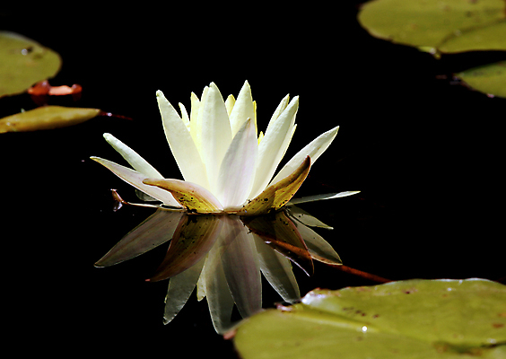포토 JPG 해외이미지 식물 꽃잎 꽃 호수 선 백그라운드 꽃무늬 자연 휴식 사람없음 물 컬러풀 반사 노란색 스파 벚꽃 흰색 연못 투명 개화 우아함 닫기 떨어짐 순수 묘사 명상 싱글 내추럴 이국적 진짜 해외202004 해외포토 자연요소 컬러 컨셉 무늬 모션 생태계 파일형식 이미지허브