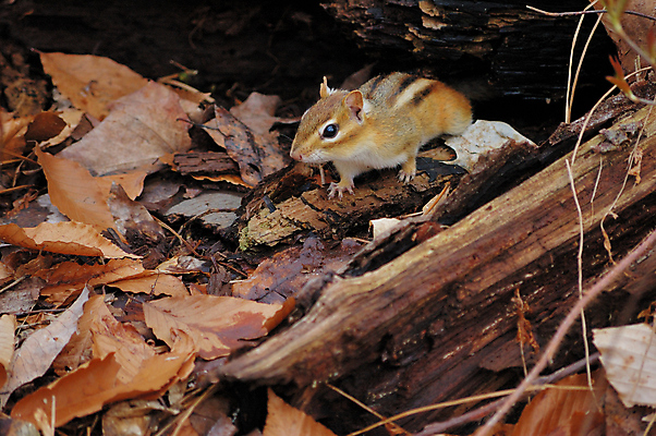 포토 JPG 해외이미지 동물 야생동물 포유류 자연 사람없음 야외 설치류 숲 통나무 해외202004 해외포토 나무 생태계 파일형식 이미지허브