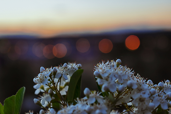 포토 JPG 해외이미지 식물 디자인 계절 공원 꽃잎 꽃 분홍색 백그라운드 컨셉 꽃무늬 밭 자연 하늘 추상 불꽃 건강 풍경 사람없음 야외 초록색 빛 컬러풀 태양 노란색 평화 우주 정원 일몰 봄 수확 벚꽃 흰색 신선 개화 야간 보케 부드러움 내추럴 강렬 블러 해외202004 해외포토 자연요소 공공시설 컬러 무늬 농업 불 노을 감각 생태계 파일형식 이미지허브