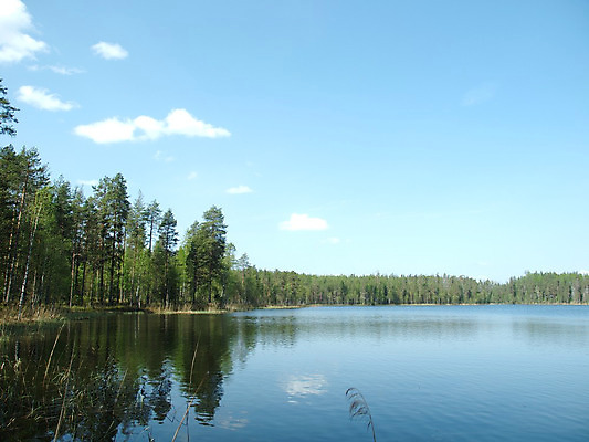 포토 JPG 해외이미지 나무 식물 구름 계절 호수 야생동물 자연 하늘 바람 풍경 사람없음 목재 물 여름 파란색 태양 러시아 북쪽 해외202004 해외포토 자연요소 동물 유럽 컬러 재료 날씨 방향 생태계 파일형식 이미지허브