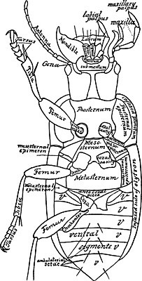 EPS 해외이미지 선 일러스트 미술 사람없음 검은색 흰색 딱정벌레 그림 판화 해외202004 해외일러스트 컬러 곤충 문화예술 파일형식 벡터 이미지허브
