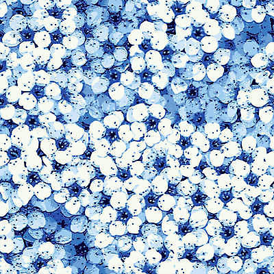 EPS 해외이미지 디자인 꽃 백그라운드 패턴 일러스트 자연 벽지 그래픽 장식 여름 파란색 봄 벚꽃 흰색 질감 복고 스타일 현실 해외202004 해외일러스트 식물 계절 컬러 무늬 생태계 파일형식 벡터 이미지허브