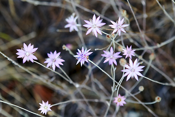 포토 JPG 해외이미지 식물 디자인 공원 꽃 별 백그라운드 잎 꽃무늬 자연 건조 사람없음 여름 파란색 컬러풀 정원 봄 허브 제비꽃 향기 아로마 해외202004 해외포토 자연요소 계절 공공시설 컬러 무늬 생태계 냄새 파일형식 이미지허브