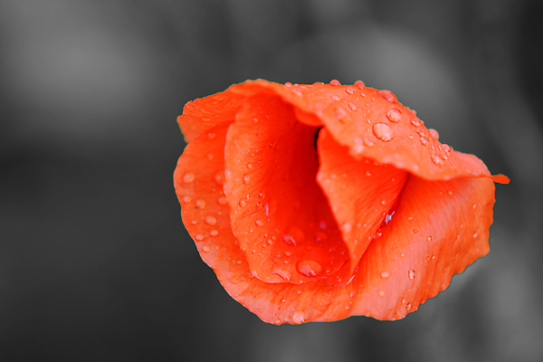 포토 JPG 해외이미지 꽃잎 꽃 자연 사람없음 빨간색 물방울 떨어짐 이슬 양귀비 해외202004 해외포토 식물 컬러 컨셉 생태계 파일형식 이미지허브