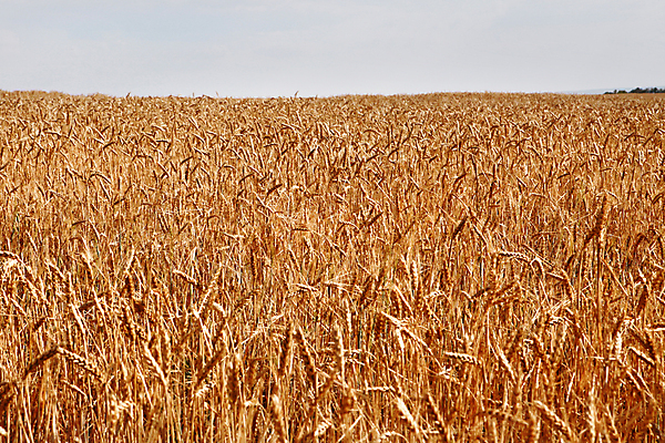 포토 JPG 해외이미지 식물 계절 음식 빵 줄기 백그라운드 밭 농업 자연 하늘 건강 씨앗 풍경 사람없음 야외 여름 파란색 농작물 햇빛 태양 농장 농경지 노란색 맑음 수확 성장 시골 황금 낟알 땅 시리얼 밀 밀짚 내추럴 밭일 숙성 해외202004 해외포토 자연요소 산업 컬러 날씨 곡류 짚 생태계 파일형식 이미지허브