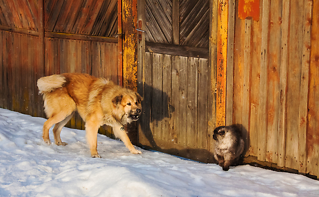 포토 JPG 해외이미지 겨울 그림자 사람없음 빨간색 울타리 고양이 만 개 큼 공격 무서움 모피 나무껍질 해외202004 해외포토 나무 계절 감정 컬러 포유류 모션 담장 반려동물 껍질 크기 파일형식 이미지허브