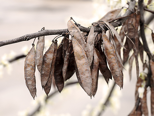 포토 JPG 해외이미지 꽃 분홍색 자연 하늘 사람없음 장식 파란색 컬러풀 햇빛 맑음 보라색 봄 벚꽃 내추럴 해외202004 해외포토 식물 계절 컬러 날씨 태양 생태계 파일형식 이미지허브