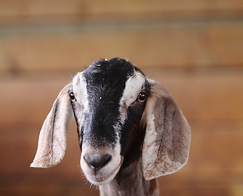 포토 JPG 해외이미지 동물 야생동물 음식 포유류 자연 염소 사람없음 농장 식용 해외202004 해외포토 농업 생태계 파일형식 이미지허브