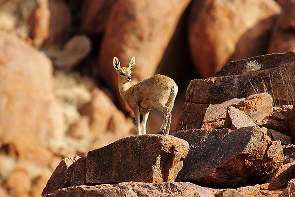포토 JPG 해외이미지 동물 야생동물 모래 포유류 아프리카 자연 건조 털 사람없음 빨간색 갈색 노란색 작음 사파리 영양 암초 경보 나미비아 스텝 해외202004 해외포토 나라 컬러 크기 생태계 남아프리카 파일형식 이미지허브