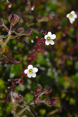 포토 JPG 해외이미지 꽃 잎 꽃무늬 자연 바람 풍경 사람없음 빨간색 초록색 여름 흙 봄 가을 바위 흰색 남극 북극 북쪽 해외202004 해외포토 자연요소 식물 계절 컬러 무늬 날씨 돌_바위 극지방 방향 생태계 파일형식 이미지허브
