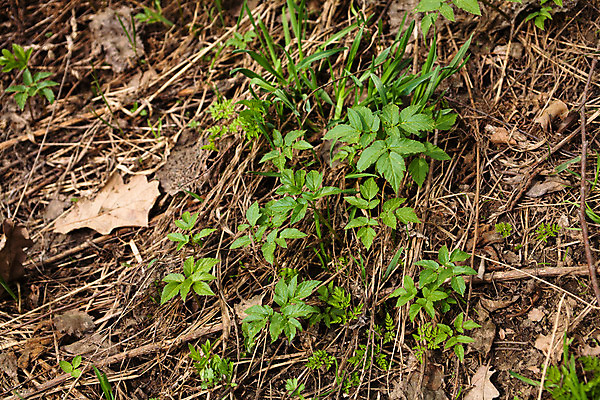 포토 JPG 해외이미지 식물 꽃 잎 자연 사람없음 야외 가로 초록색 갈색 맑음 봄 흰색 숲 땅바닥 떠남 해외202004 해외포토 계절 컬러 모션 날씨 바닥 생태계 파일형식 이미지허브