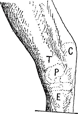 EPS 해외이미지 동물 신체 일러스트 포유류 해부 뼈 미술 사람없음 검은색 골동품 흰색 왼쪽 그림 판화 대포 발목 도르래 옛날 해외202004 해외일러스트 무기 컬러 의학 발 문화예술 방향 파일형식 벡터 이미지허브