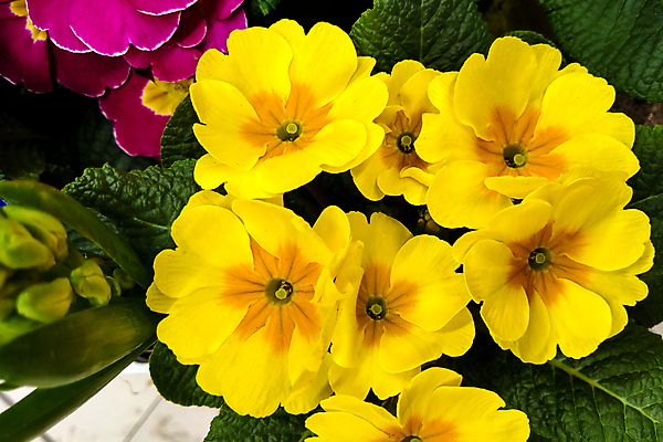 포토 JPG 해외이미지 식물 꽃잎 꽃 백그라운드 컨셉 꽃무늬 패턴 오렌지 봄꽃 자연 휴가 사람없음 초록색 컬러풀 노란색 세일 상점 정원 봄 벚꽃 시골 개화 시장 원예 제비 슈퍼마켓 내추럴 영원 온실 줄서기 프리뮬러 많음 그리너리 해외202004 해외포토 계절 컬러 무늬 과일 모션 조류 취미 생태계 파일형식 트랜드컬러 이미지허브